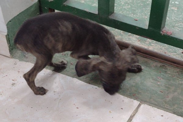 cachorros desnutridos