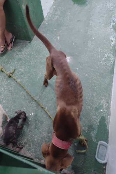 cachorros desnutridos