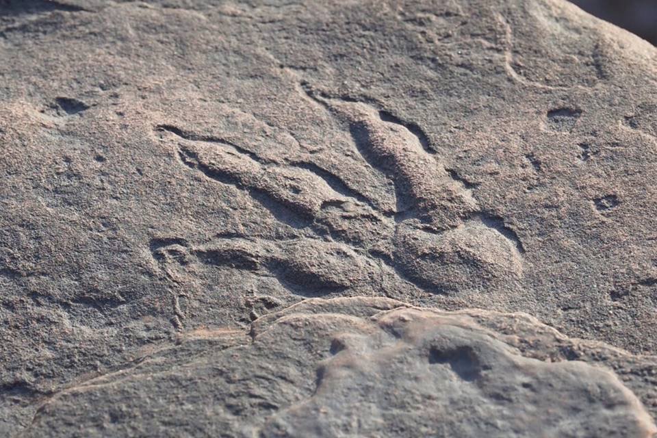 Células de dinossauros altamente conservadas podem conter DNA