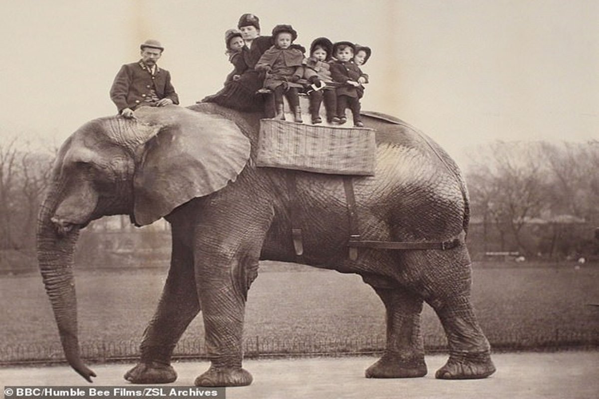 Elefante Jumbo