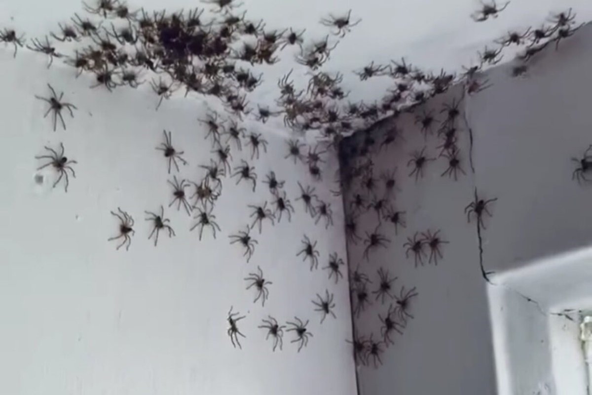 Centenas de aranhas invadem quarto de adolescente em vídeo