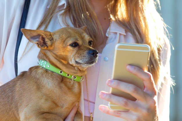 10 perfis de animais fofinhos para seguir no Instagram