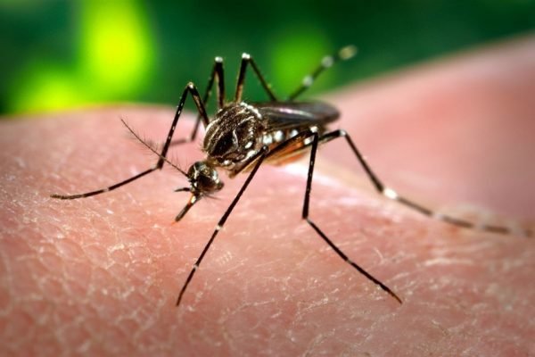 Mosquito Aedes aegypti, transmissor da dengue e da chikungunya