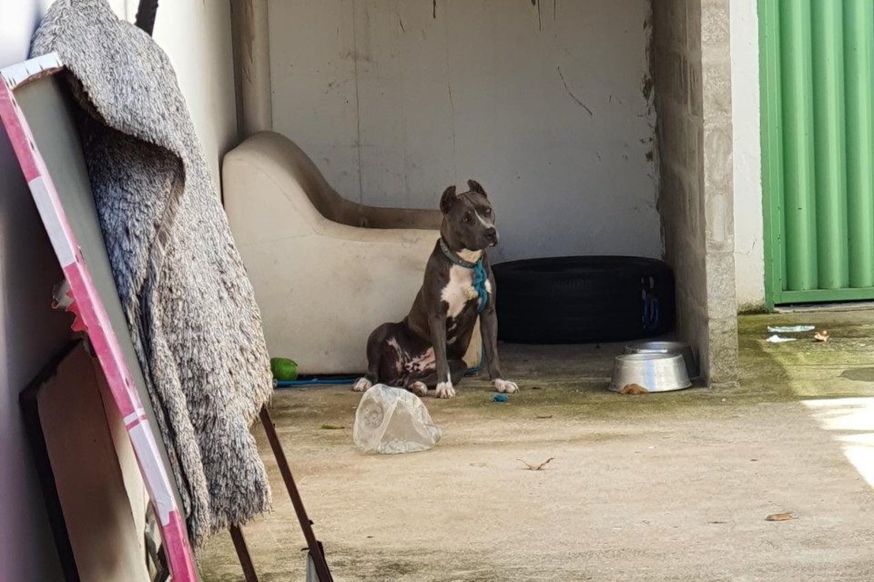 cachorrinho