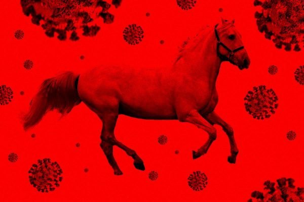 Soro contra a Covid-19 feito com plasma de cavalo será testado em