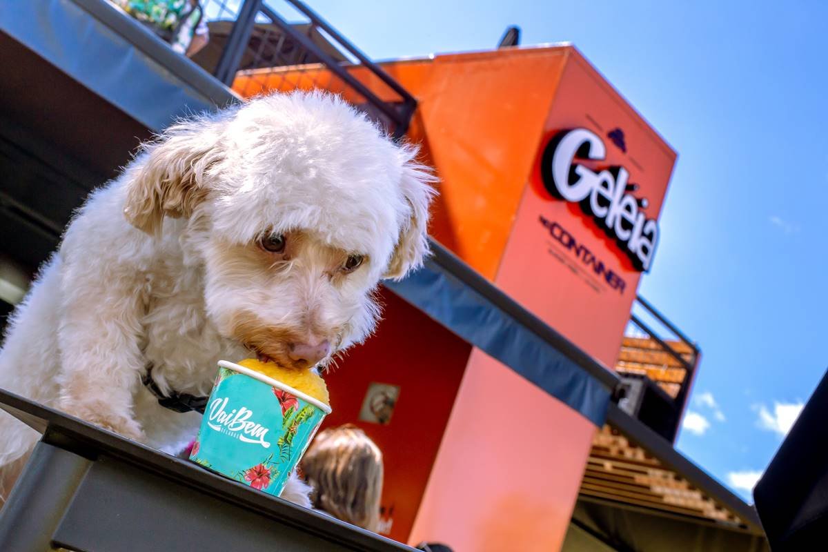 cachorro tomando sorvete para pets