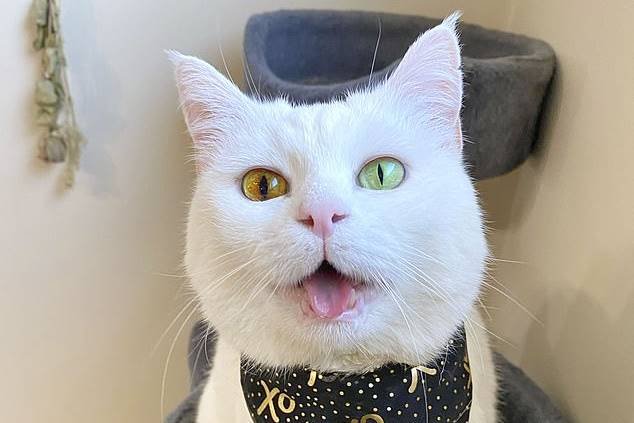 Gata, heterocromia