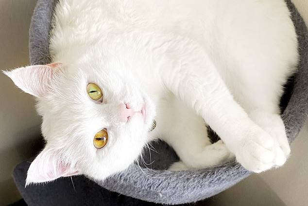 Gata, heterocromia