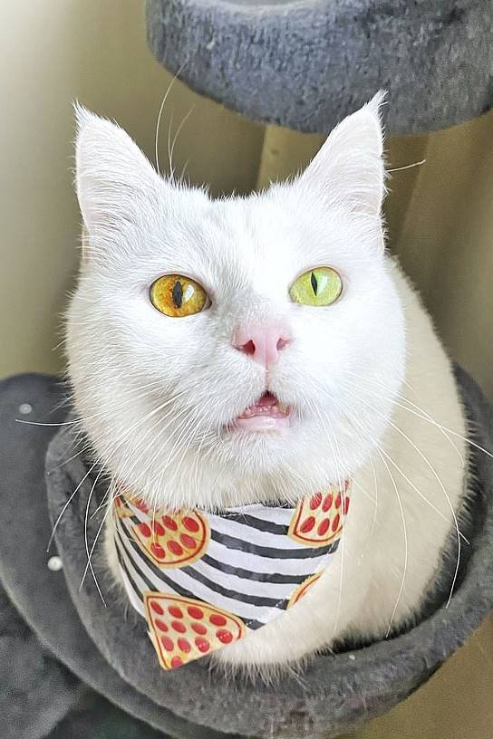 Gata, heterocromia