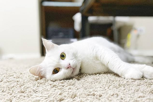 Gata, heterocromia