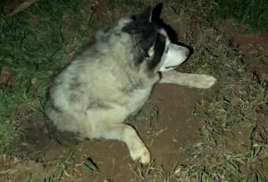 Cachorro foi encontrado vivo e parcialmente enterrado após furto em sítio