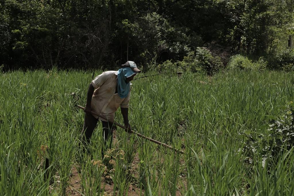Kalunga em atividade agrícola em Goiás