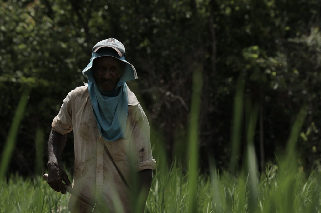 Kalunga em roça de arroz do quilombo Engenho 2