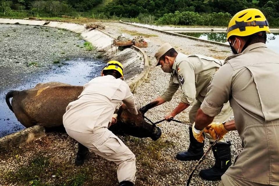 Vaca cai em lago de dejetos em Estação de Tratamento, em Goiás