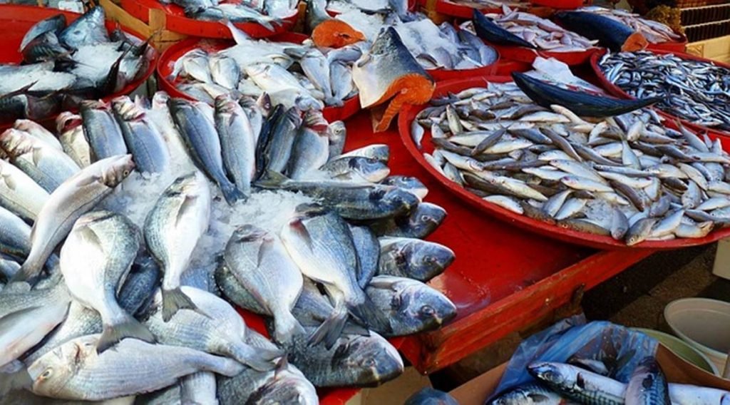 Peixes mortos em bacias de gelo