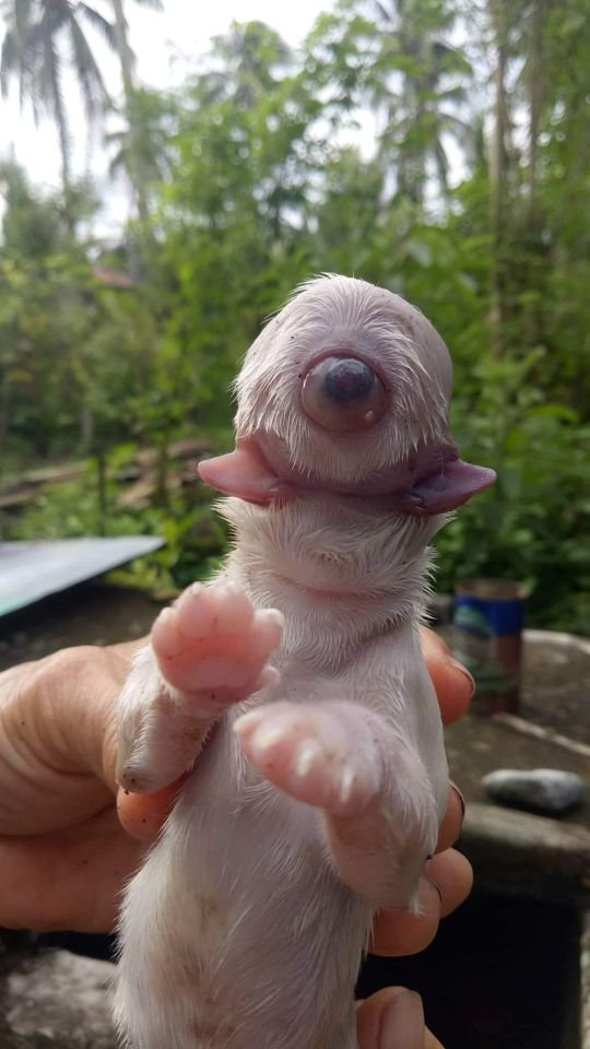 Cachorro ciclope