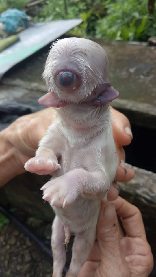 Cachorro ciclope