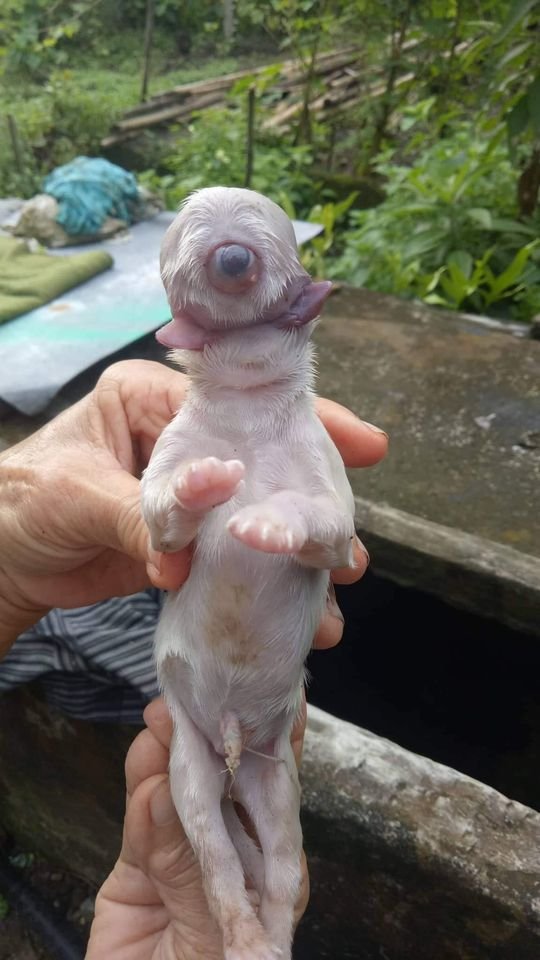 Cachorro ciclope