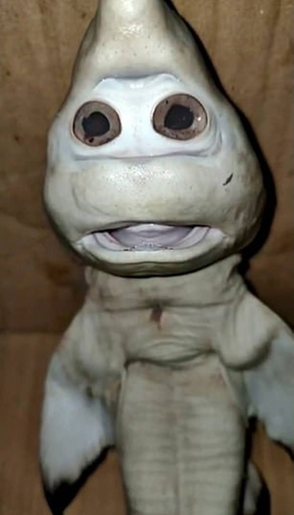 Parte debaixo de um tubarão que parece ter dois olhos e uma boca aparentemente humanas