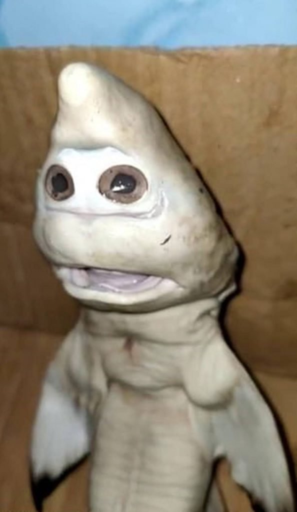 Parte debaixo de um tubarão que parece ter dois olhos e uma boca aparentemente humanas