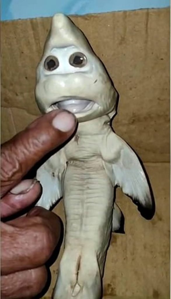 Parte debaixo de um tubarão que parece ter dois olhos e uma boca aparentemente humanas