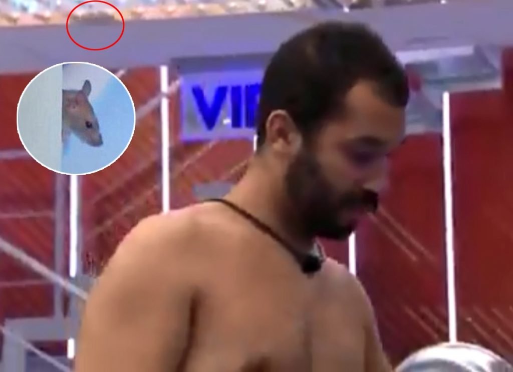 Rato no BBB21