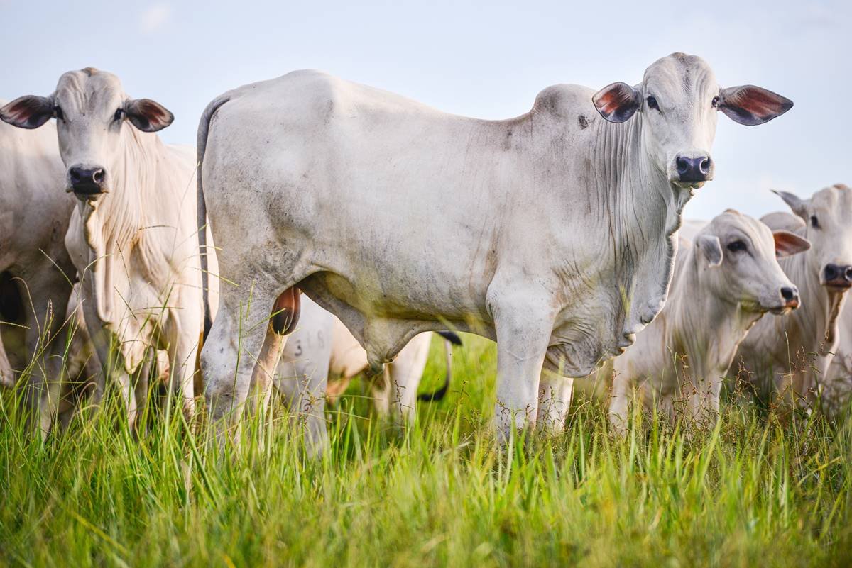 Suspeita de vaca louca em Minas afeta mercado da carne no país : r/brasil