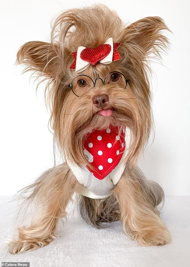 Cachorro com topete de Elvis Presley