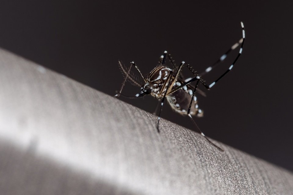 Dengue mosquito (Aedes aegypti, yellow fever mosquito)