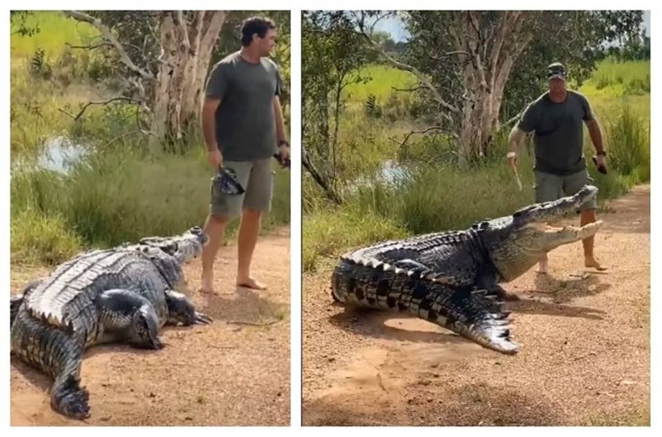 Influencer espanta crocodilo gigante