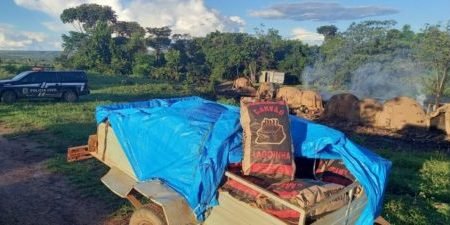goias carvoaria ilegal alexania