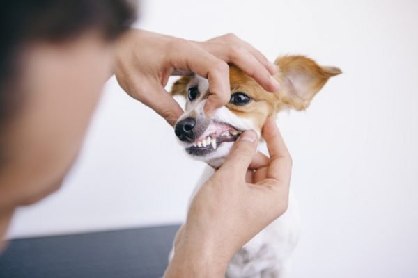 Cachorro mostrando os dentes