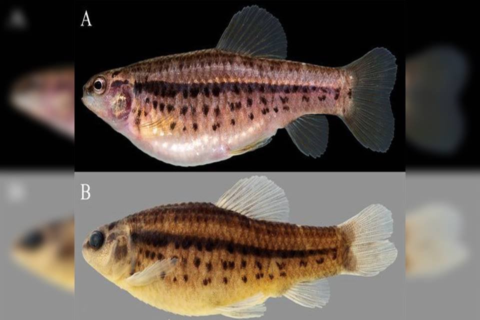 Peixe dourado emperra publicação de lista de animais em extinção