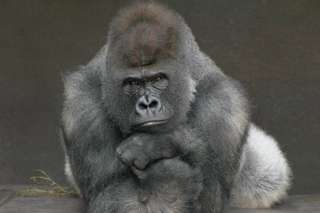 Gorila, no San Diego Zoo