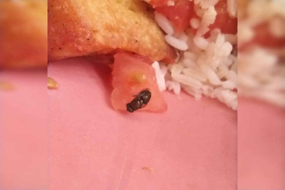 mosca em prato