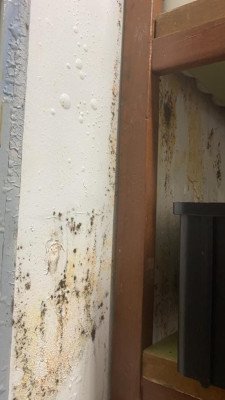 fungos nas paredes