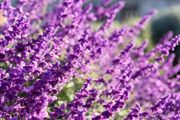 lavanda