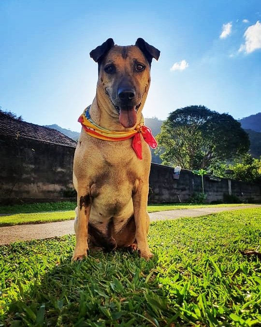 Dono do cãozinho Doze ganha ingresso para assistir jogo do Flamengo