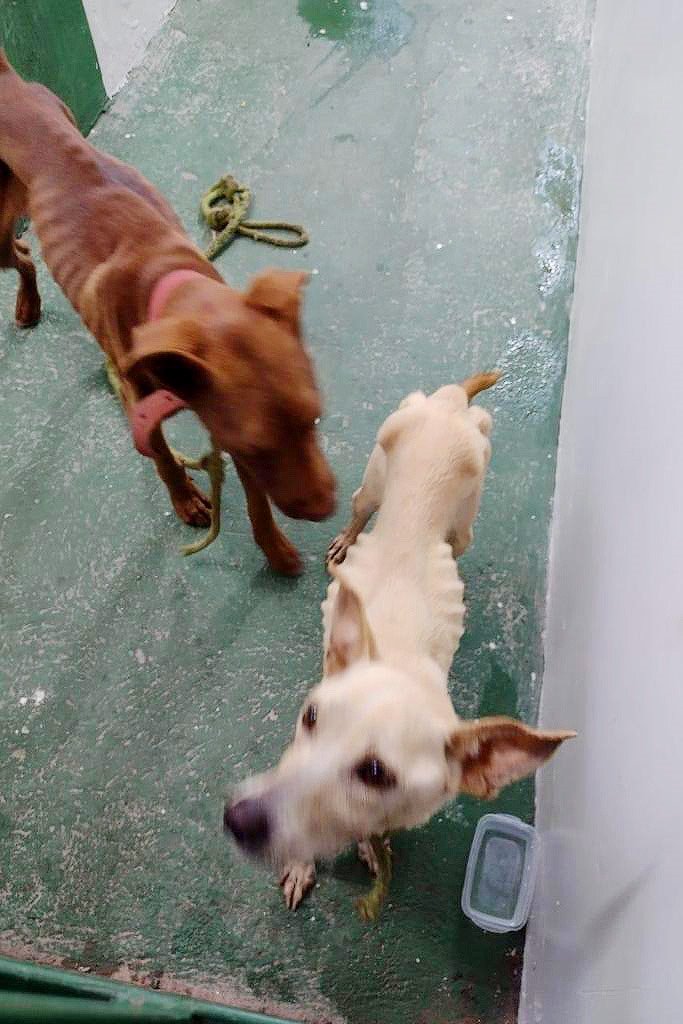 Cachorros