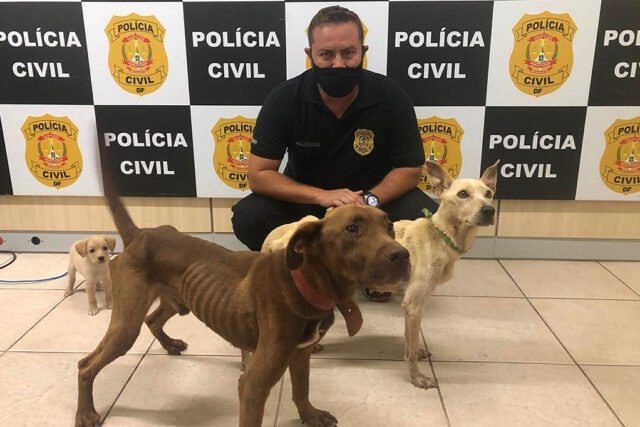 Delegado e cachorros