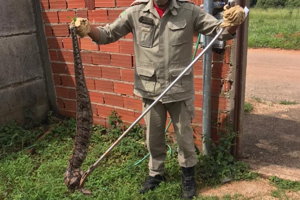 bombeiro captura jiboia em lote baldio de goianira, goiás