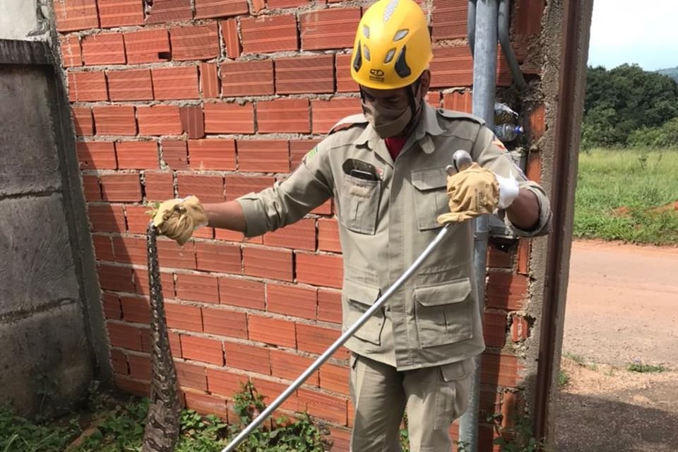 bombeiro captura jiboia em lote baldio de goianira, goiás