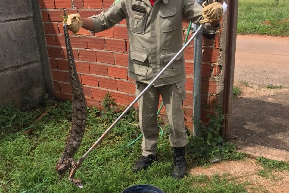 bombeiro captura jiboia em lote baldio de goianira, goiás