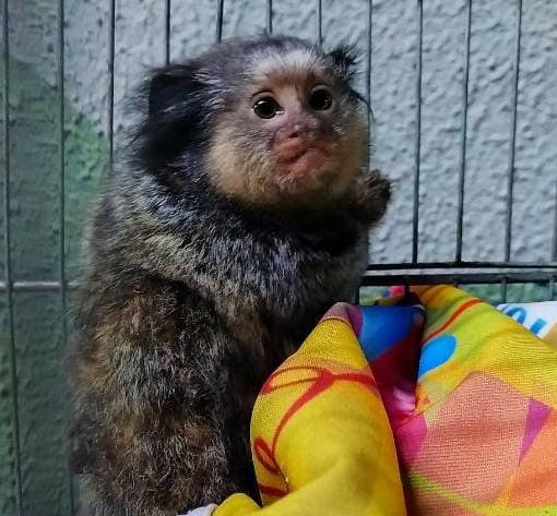 Sagui apreendido em casa de Samambaia