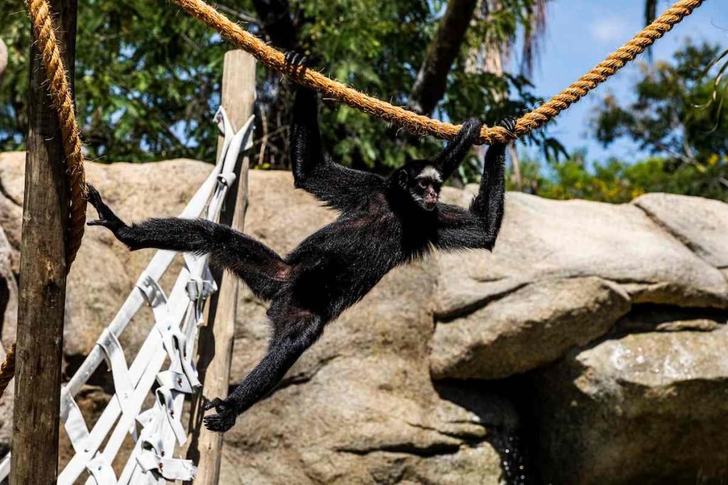 Metrópoles acompanhou o primeiro dia de visitação ao BioParque do Rio