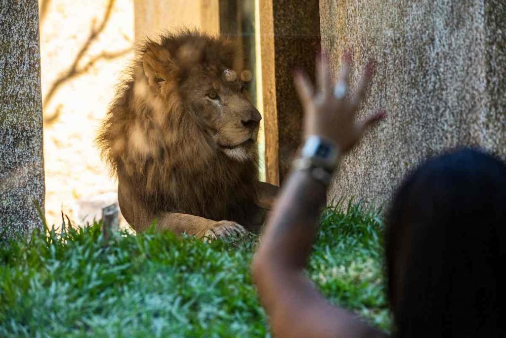 Metrópoles acompanhou o primeiro dia de visitação ao BioParque do Rio