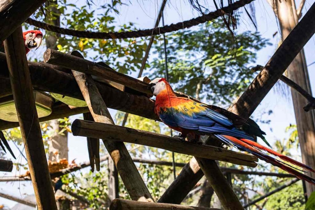 Metrópoles acompanhou o primeiro dia de visitação ao BioParque do Rio
