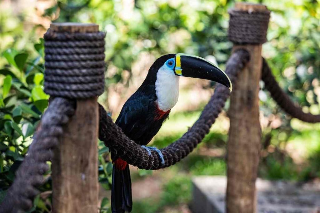 Metrópoles acompanhou o primeiro dia de visitação ao BioParque do Rio