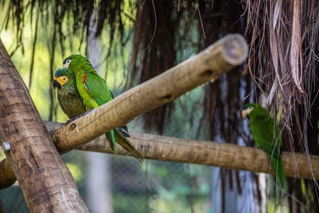 Metrópoles acompanhou o primeiro dia de visitação ao BioParque do Rio