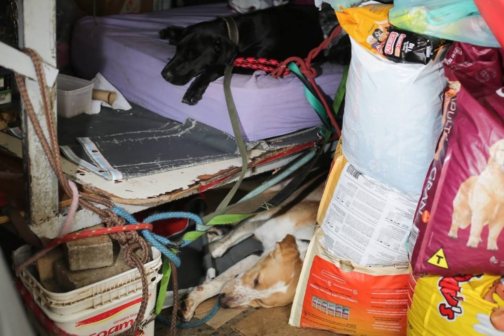 Cachorros deitados em área interna de barraca